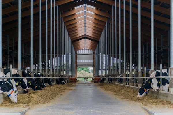 cows in barn methane